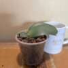 Haemanthus albiflos - Image 2