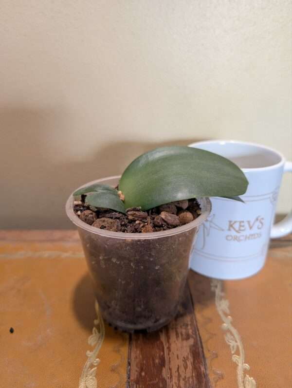 Haemanthus albiflos - Image 2