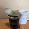 Haemanthus albiflos