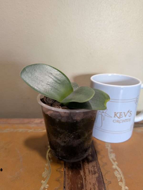 Haemanthus albiflos