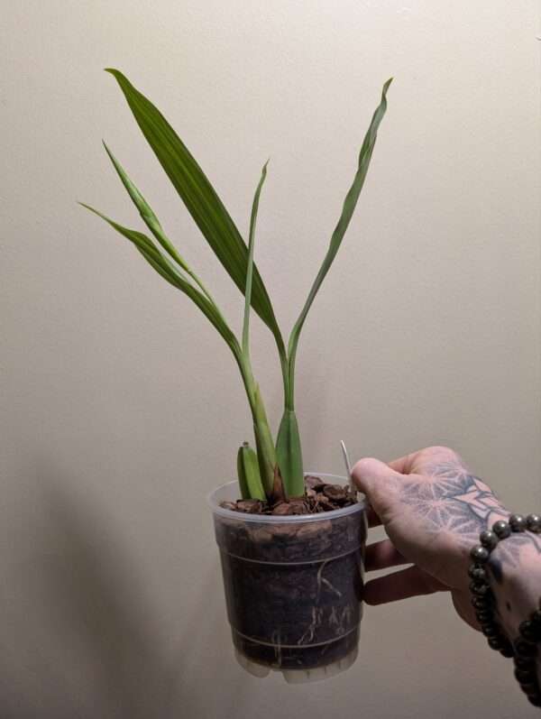 Coelogyne  lawrenceana - Image 3