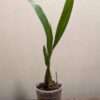 Coelogyne  lawrenceana - Image 5