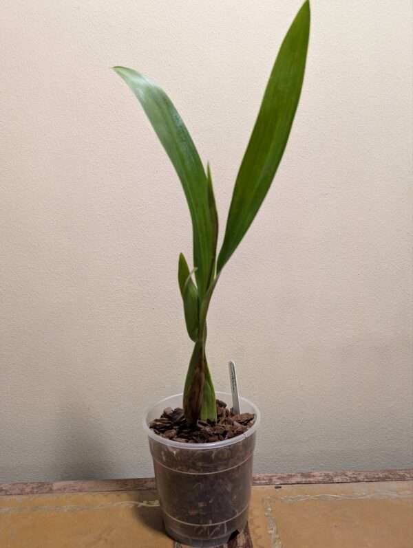 Coelogyne  lawrenceana - Image 5