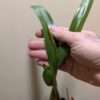 Coelogyne  lawrenceana - Image 4