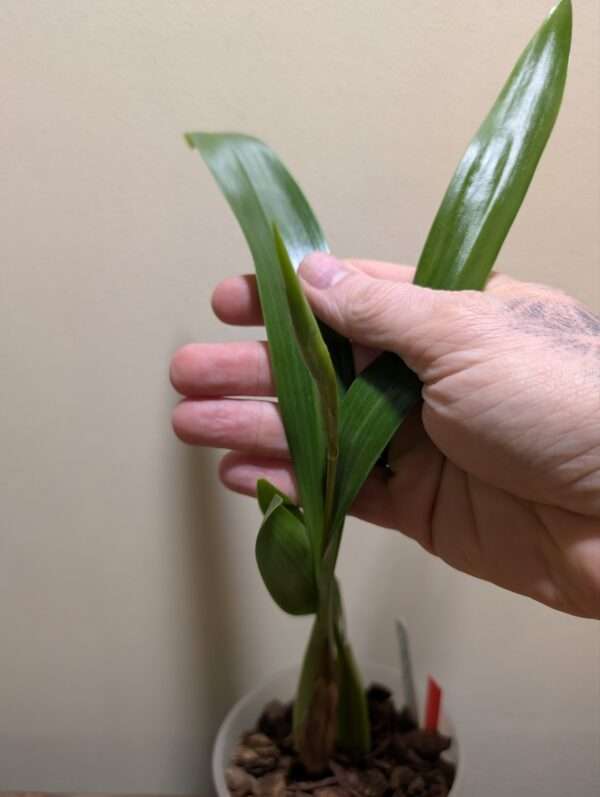 Coelogyne  lawrenceana - Image 4