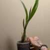 Coelogyne  lawrenceana - Image 2