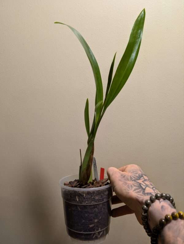 Coelogyne  lawrenceana - Image 2
