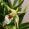 Coelogyne  lawrenceana