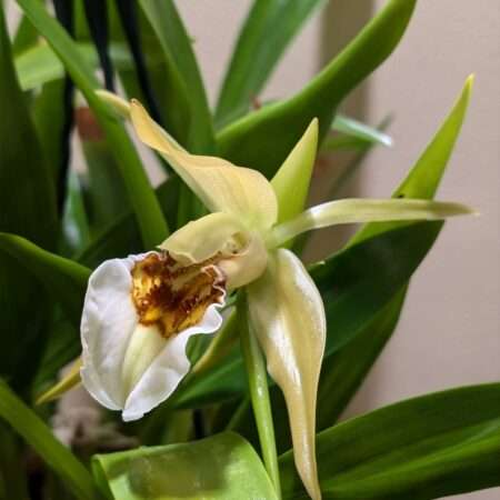 Coelogyne  lawrenceana