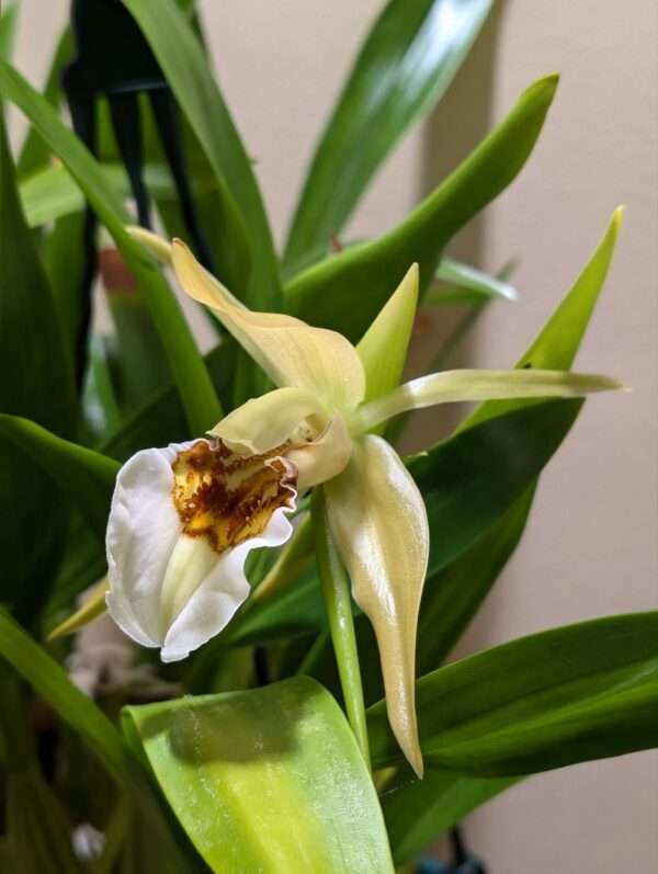 Coelogyne  lawrenceana