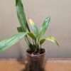 Coelogyne speciosa var. albicans - Image 2