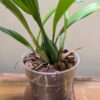 Coelogyne speciosa var. albicans - Image 3