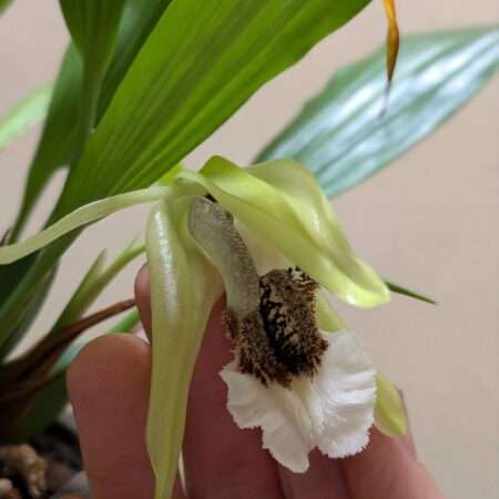 Coelogyne speciosa var. albicans