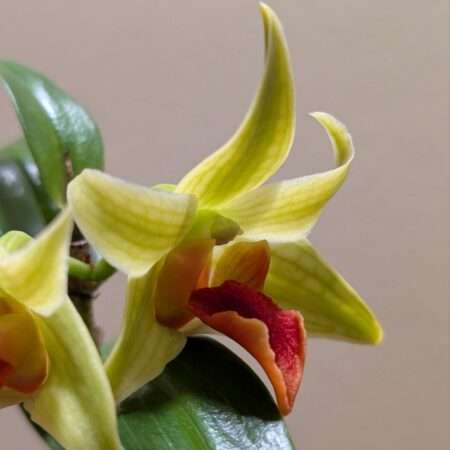Dendrobium Jihao Delight