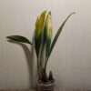 Coelogyne sanderiana