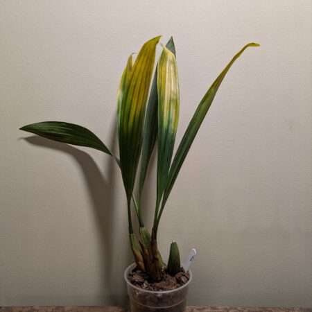 Coelogyne sanderiana
