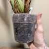 Coelogyne sanderiana - Image 2