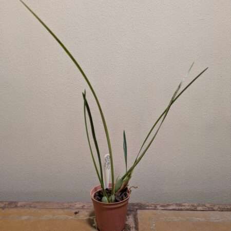 Maxillaria tenuifolia 'Yellow'