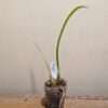 Maxillaria tenuifolia alba