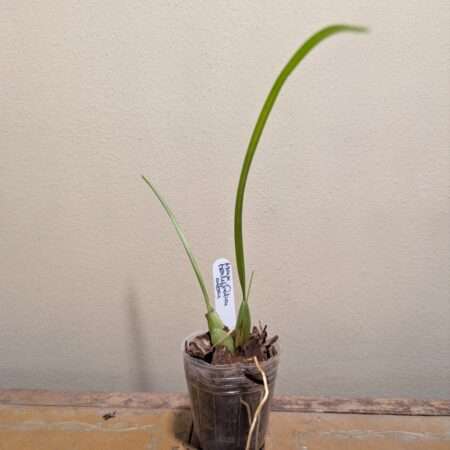 Maxillaria tenuifolia alba