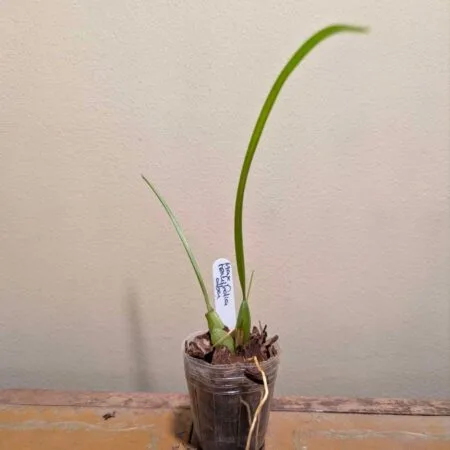 Maxillaria tenuifolia alba