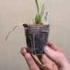 Maxillaria tenuifolia alba - Image 2