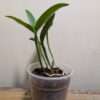 Cattleya intermedia var. irrorata