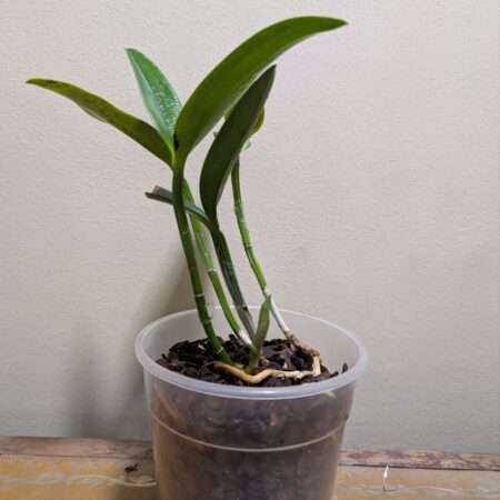 Cattleya intermedia var. irrorata