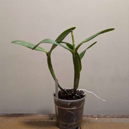 Cattleya Young Min 'Golden Satisfaction'