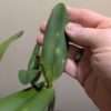 Cattleya Young Min 'Golden Satisfaction' - Image 4