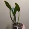 Cattleya Young Min 'Golden Satisfaction' - Image 2