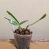 Bulbophyllum falcatum - Image 4