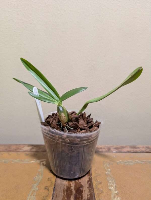 Bulbophyllum falcatum - Image 4