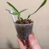 Bulbophyllum falcatum - Image 3
