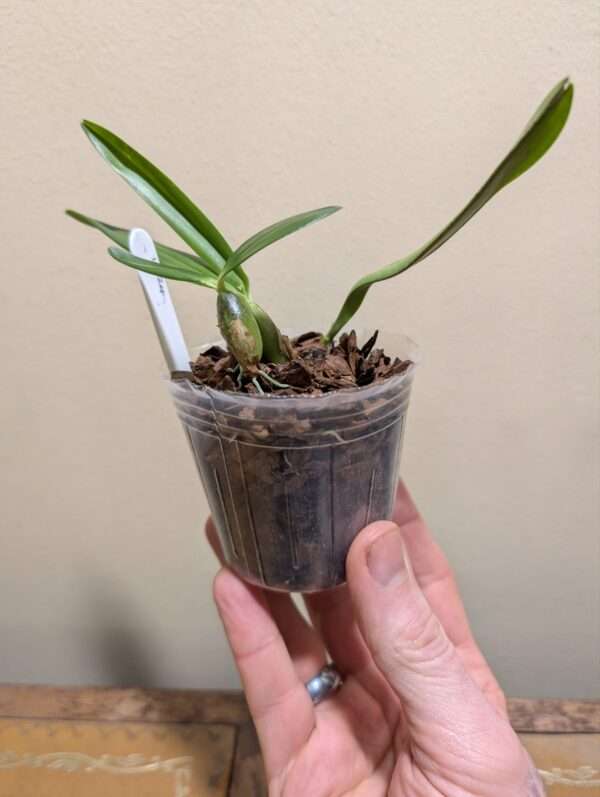 Bulbophyllum falcatum - Image 3