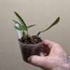 Bulbophyllum falcatum - Image 2