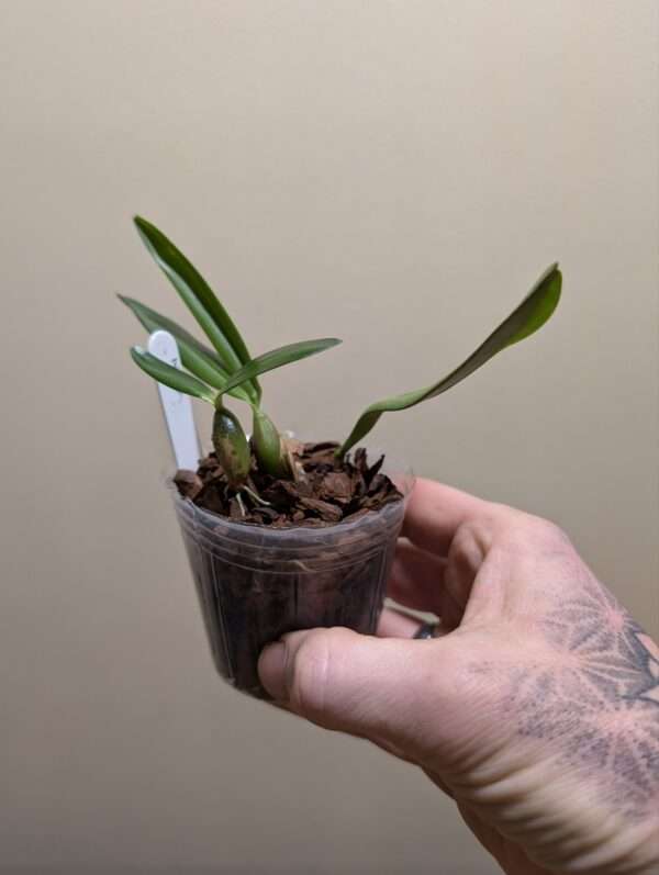 Bulbophyllum falcatum - Image 2