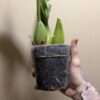 Coelogyne Memoria Wilhelm Michowitz 'Burnham' AM/RHS - Image 2