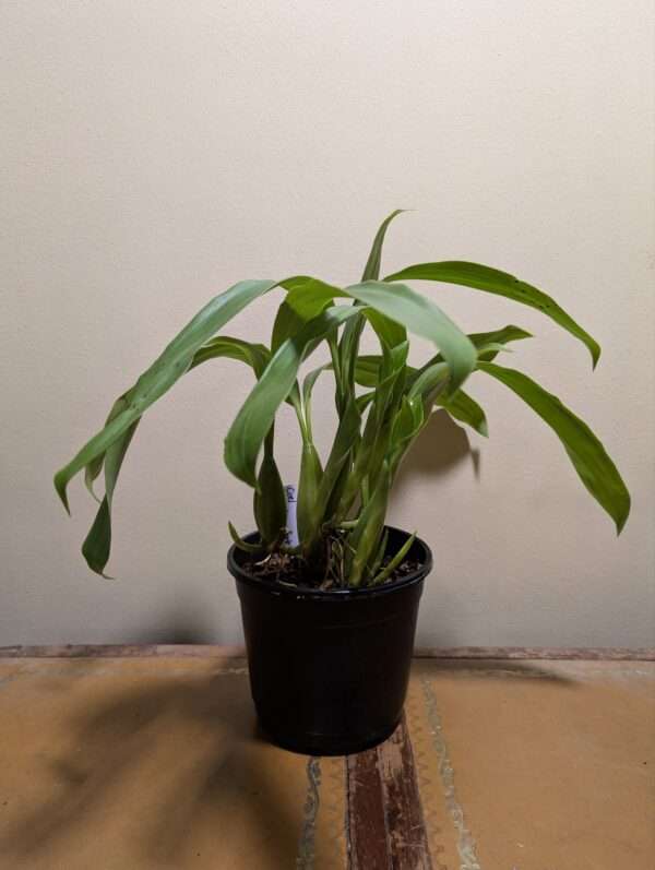 Coelogyne barbata x fimbriata - Image 3