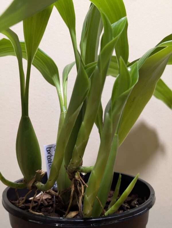 Coelogyne barbata x fimbriata - Image 4