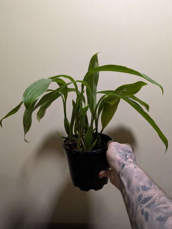 Coelogyne barbata x fimbriata - Image 2
