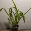 Oncidium sphacelatum - Image 3