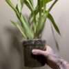 Oncidium sphacelatum - Image 2