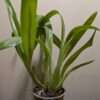 Oncidium sphacelatum
