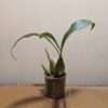 Coelogyne x granulosa - Image 5