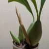 Coelogyne x granulosa - Image 3