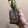Coelogyne x granulosa - Image 4