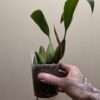 Coelogyne x granulosa - Image 6