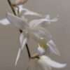 Coelogyne x granulosa