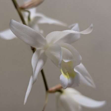 Coelogyne x granulosa